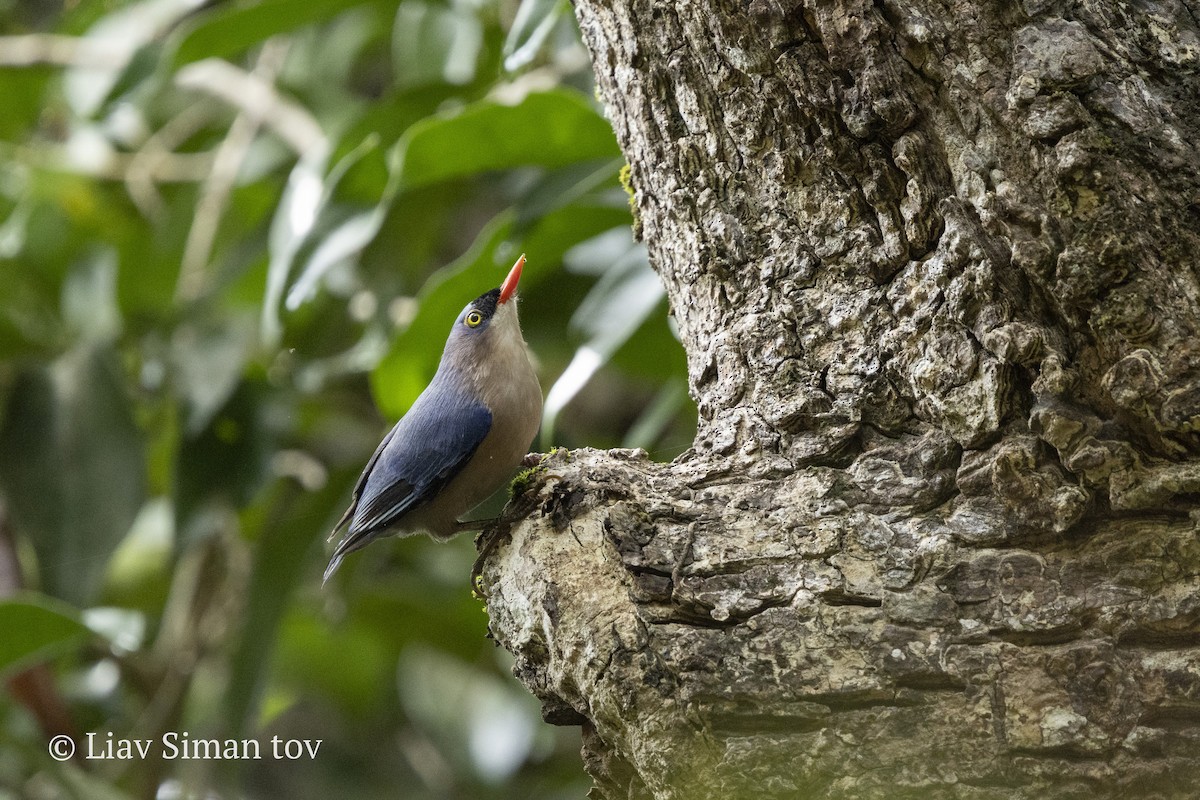 Velvet-fronted Nuthatch - ML646200299
