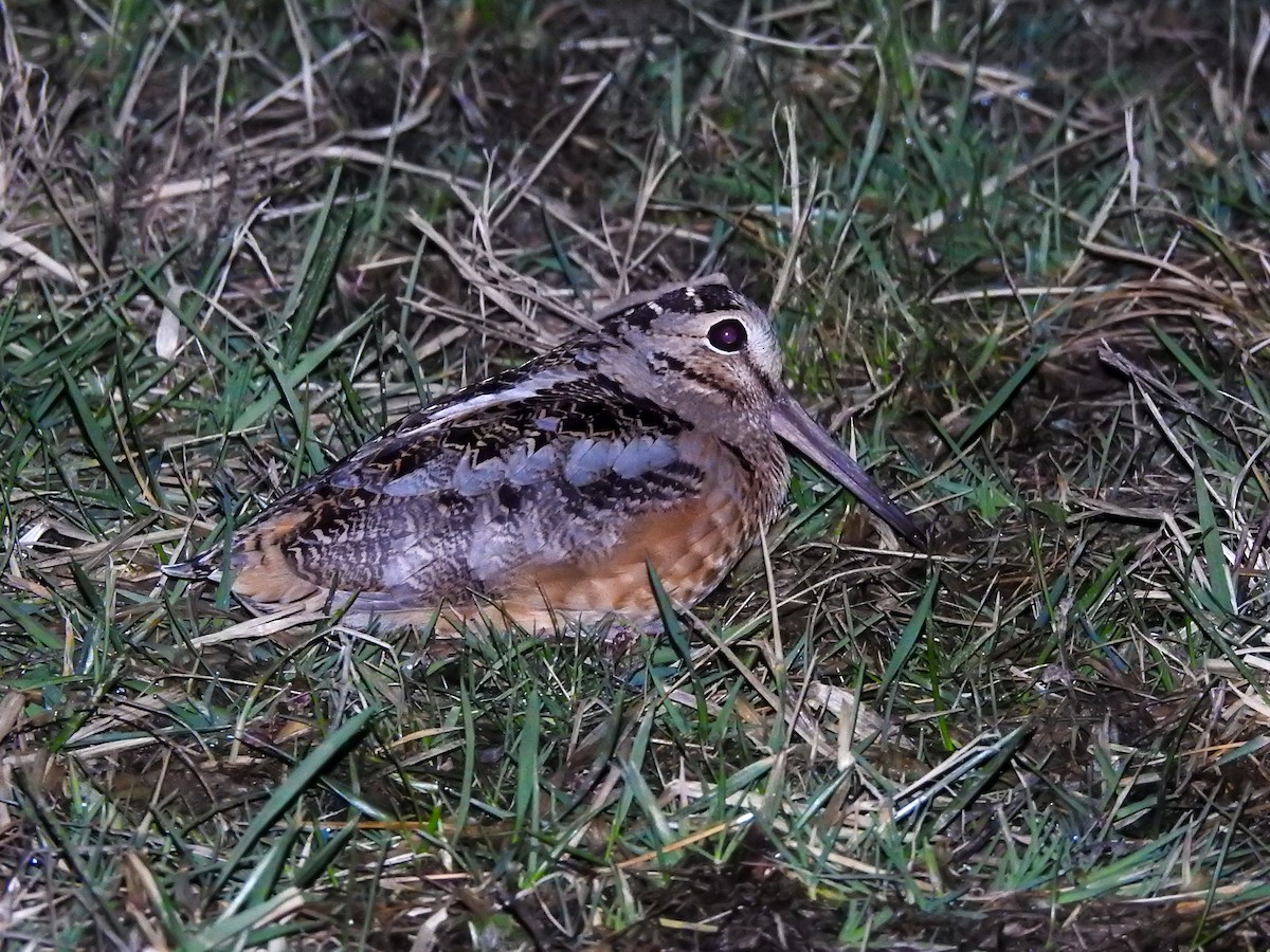 American Woodcock - ML646200301