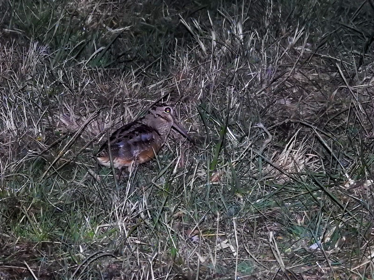 American Woodcock - ML646200303