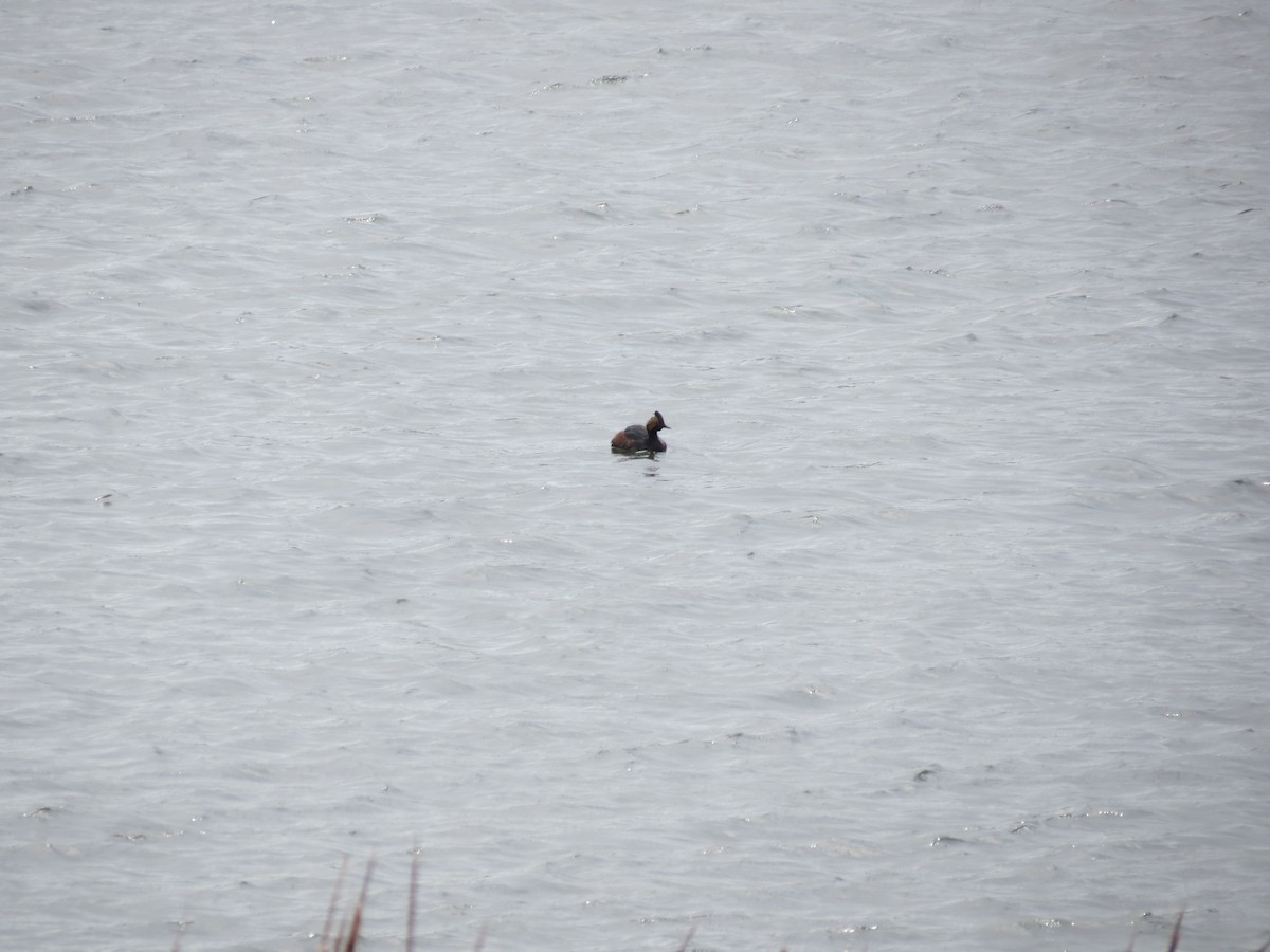 potápka černokrká - ML646200306