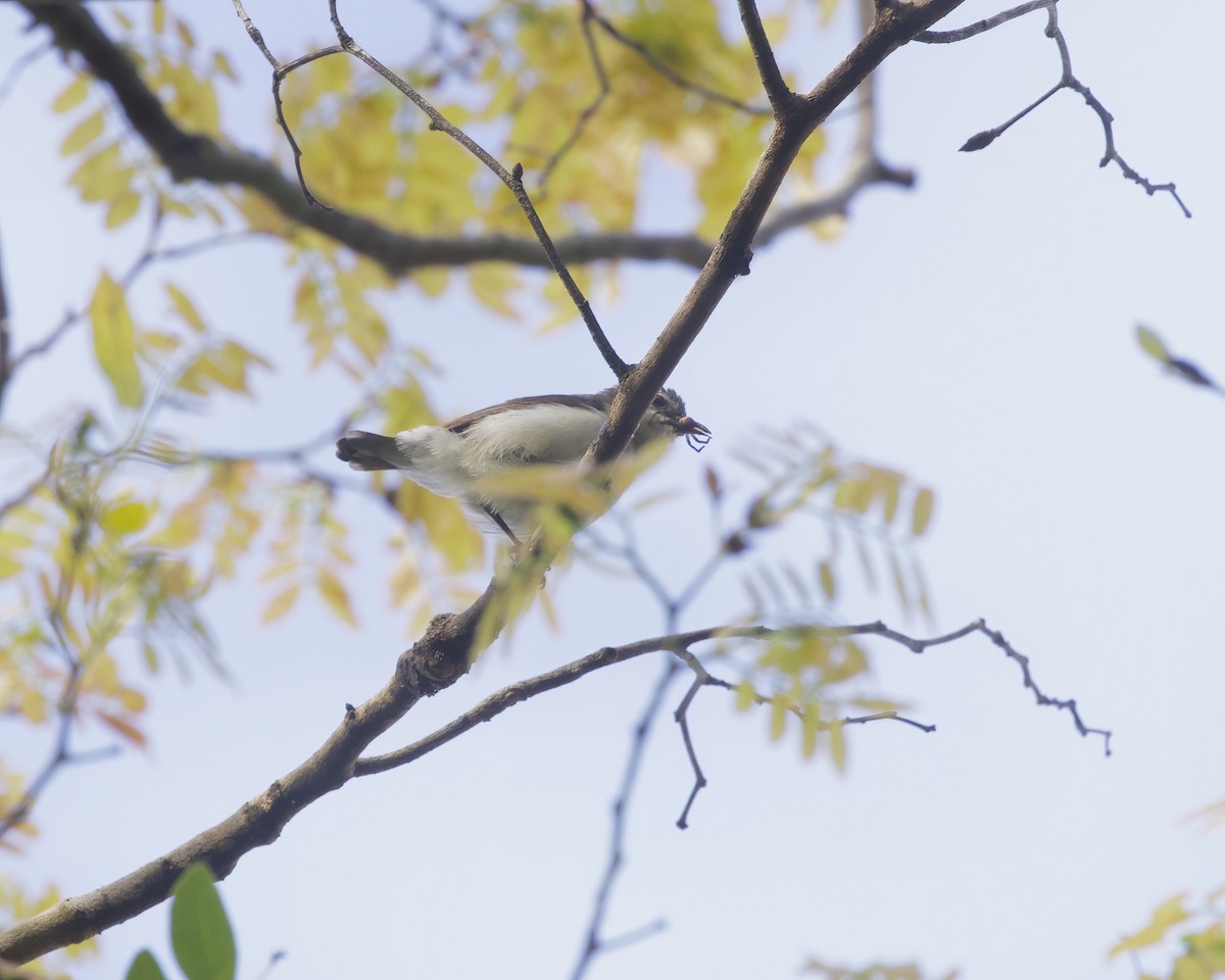 Amani Sunbird - ML646200312