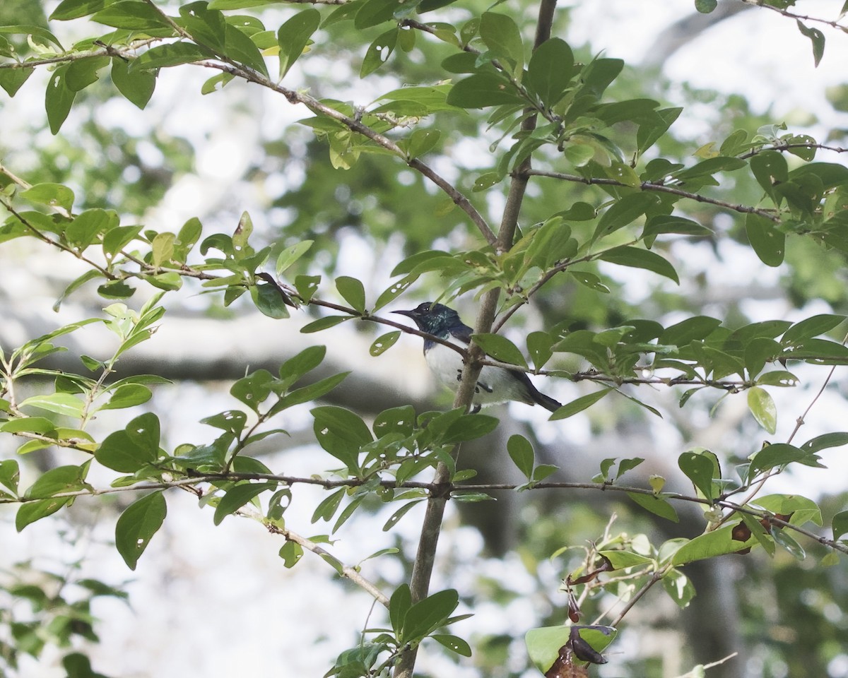 Amani Sunbird - ML646200313