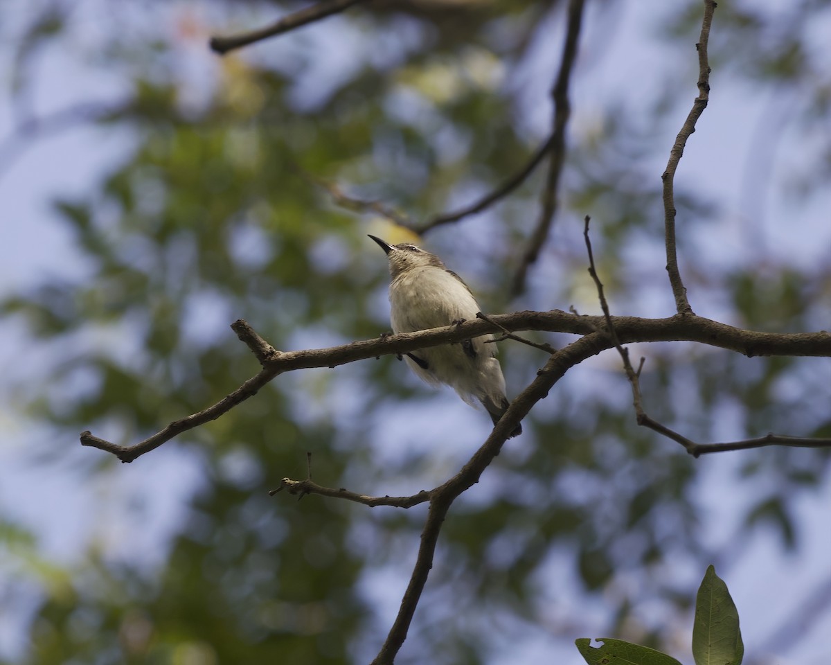 Amani Sunbird - ML646200314