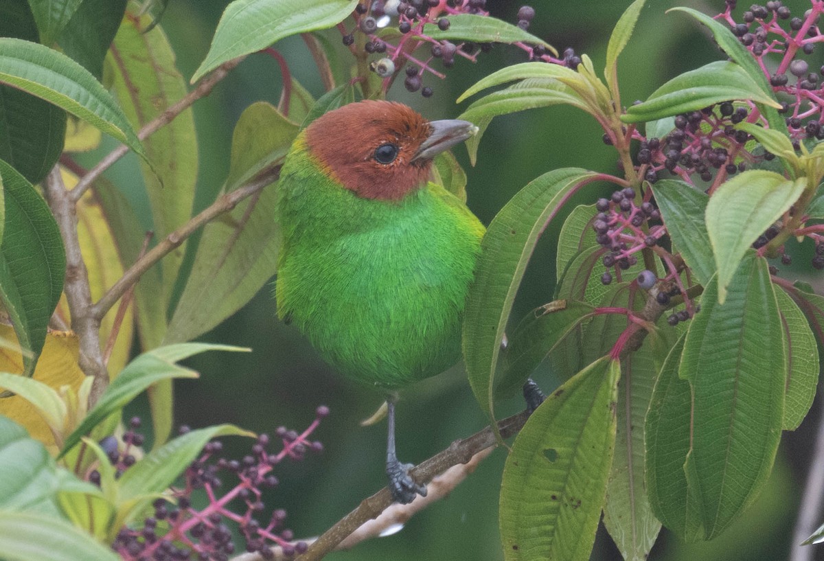 Calliste rouverdin - ML646200318