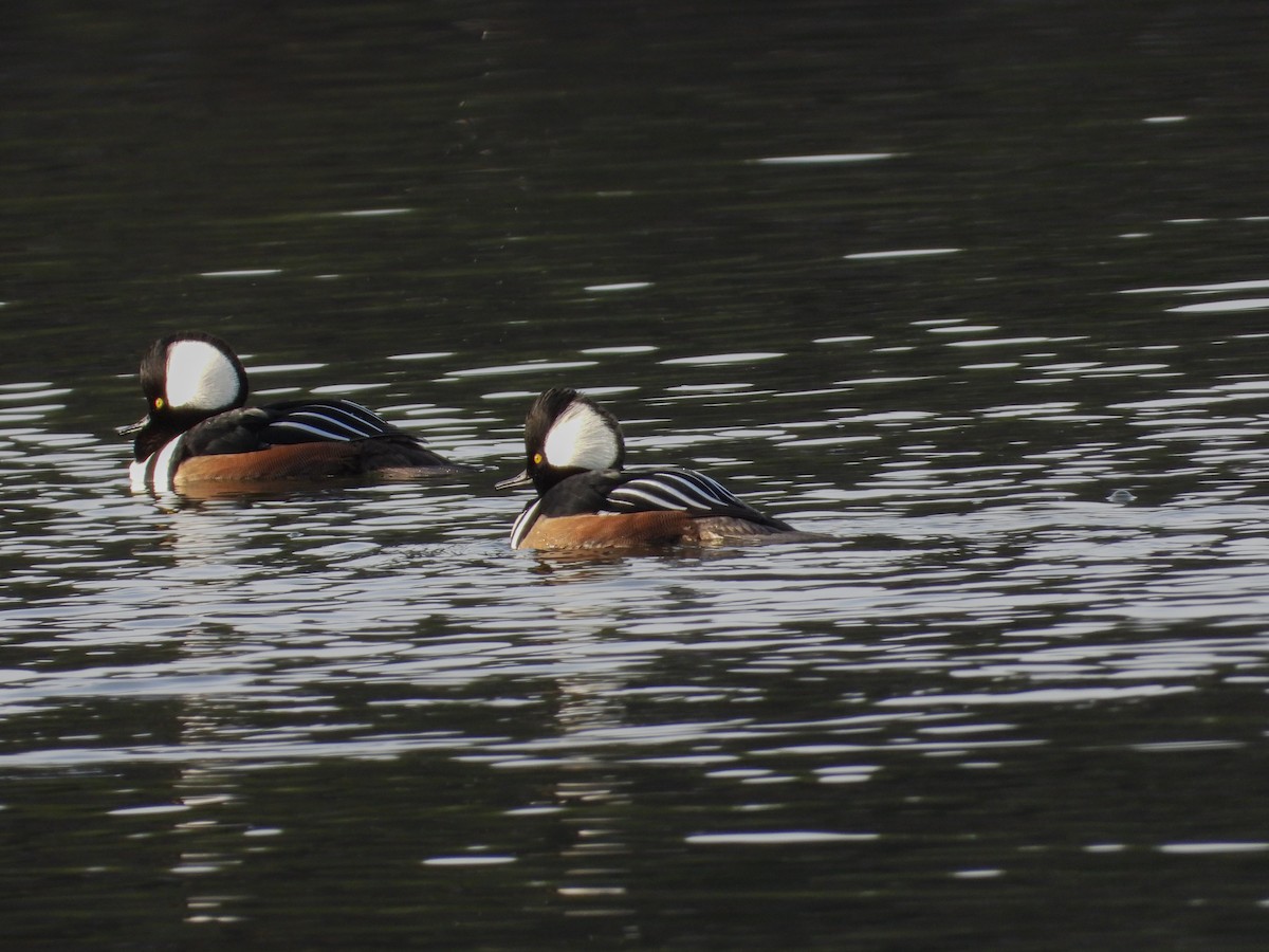 Hooded Merganser - ML646200321