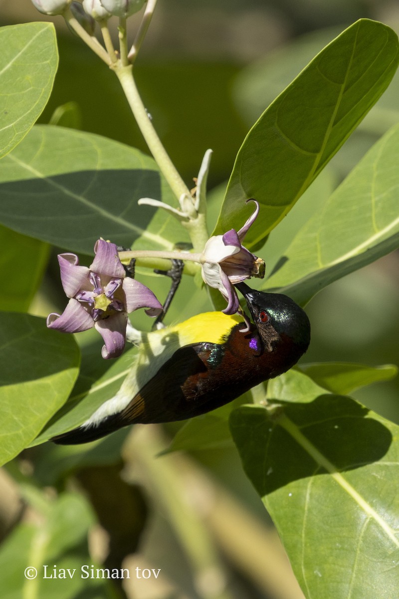 Purple-rumped Sunbird - ML646200323
