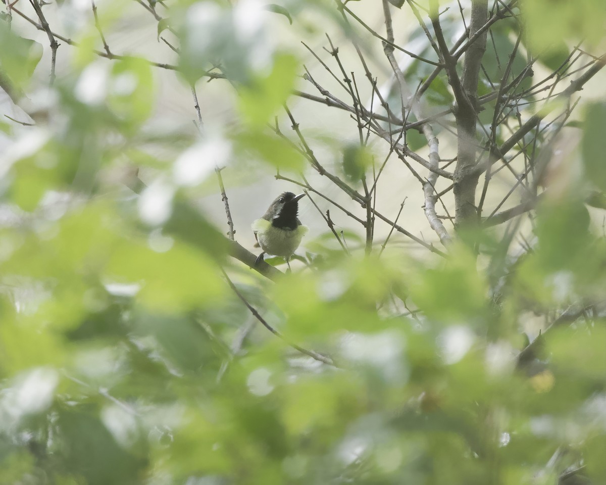 Plain-backed Sunbird - ML646200326