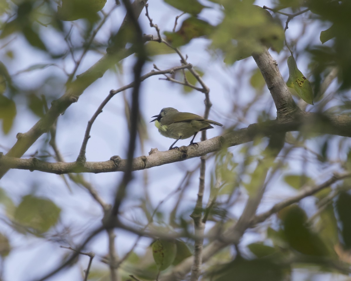 Plain-backed Sunbird - ML646200327