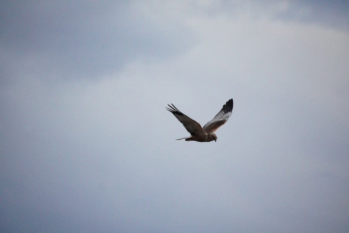 Western Marsh Harrier - ML646200328