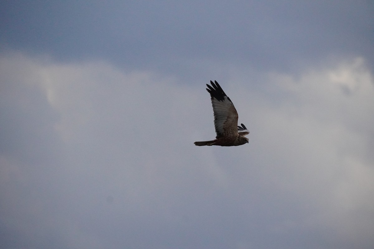 Western Marsh Harrier - ML646200329