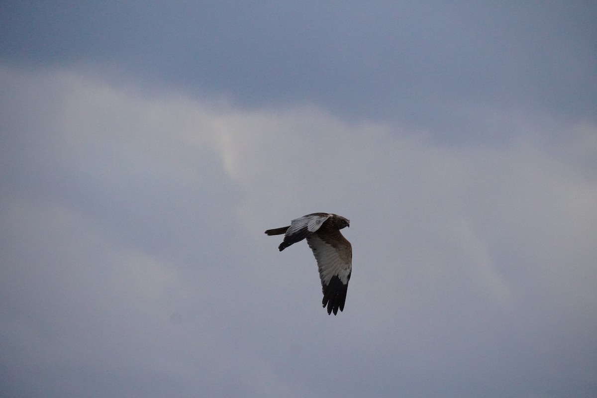Western Marsh Harrier - ML646200330