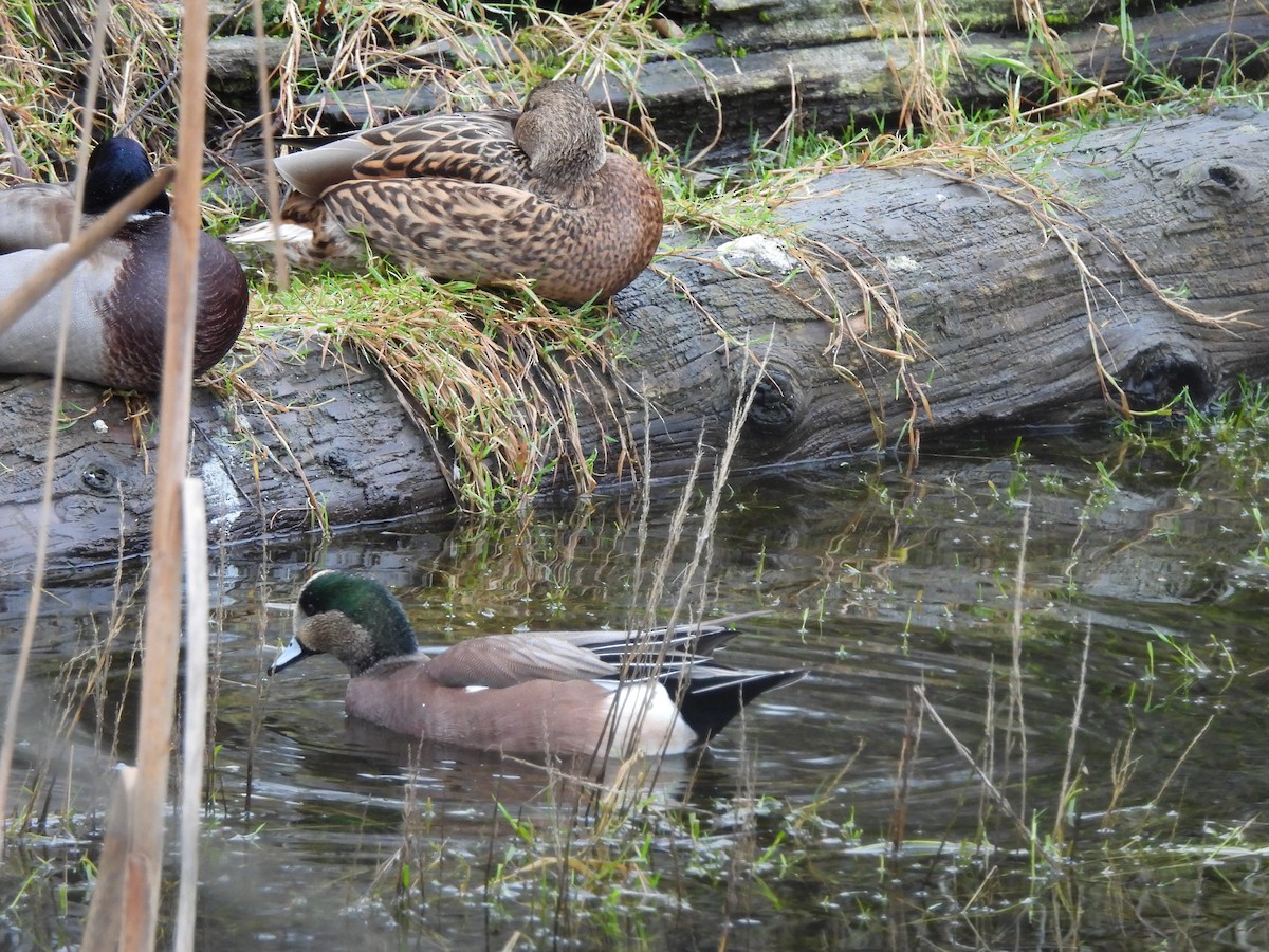 American Wigeon - ML646200331