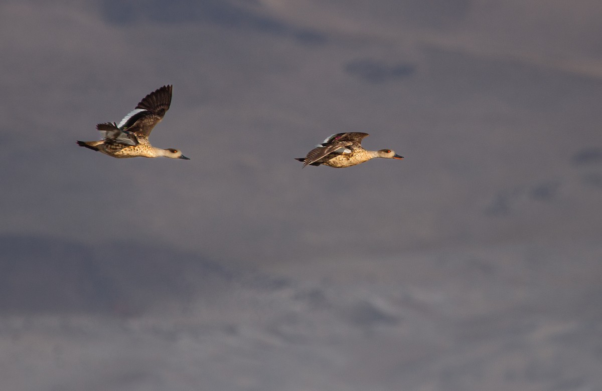 Crested Duck - ML646200332