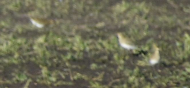 European Golden-Plover - ML646200333