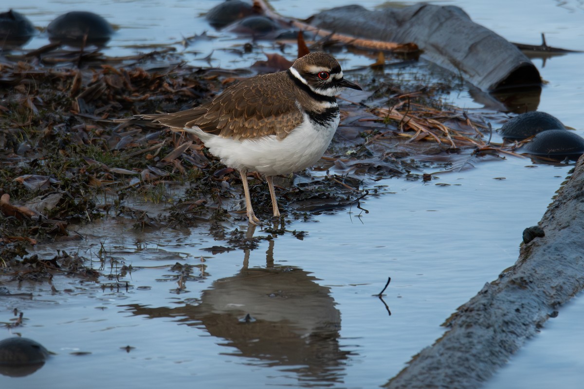Killdeer - ML646200335