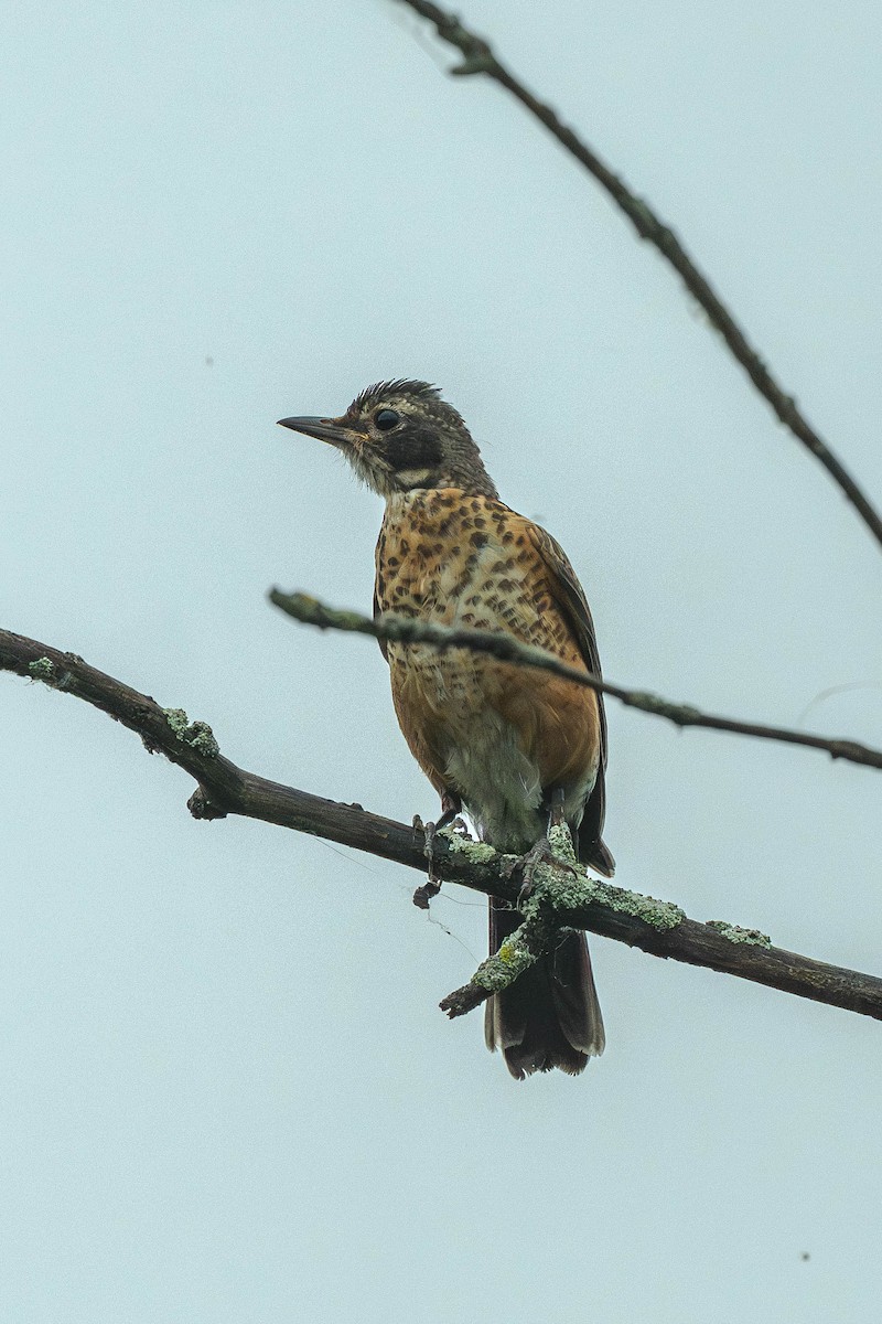 American Robin - ML646200342
