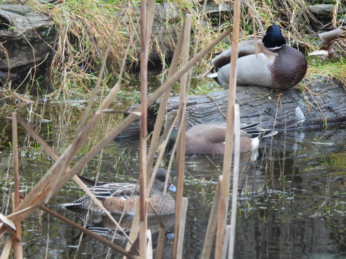 American Wigeon - ML646200343