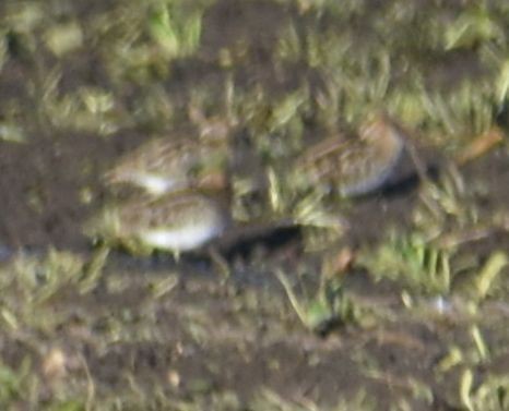 Common Snipe - ML646200346