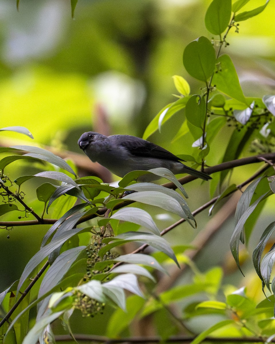 Plain-colored Tanager - ML646200347