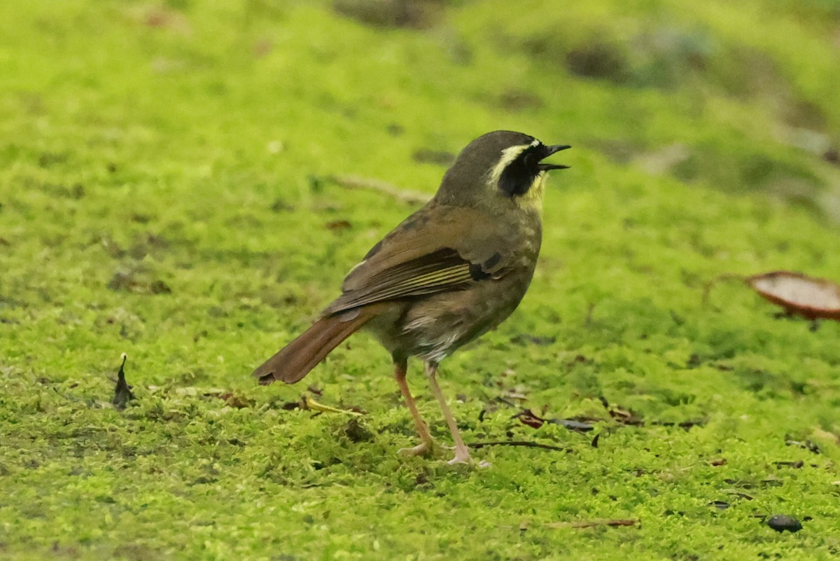 Yellow-throated Scrubwren - ML646200349