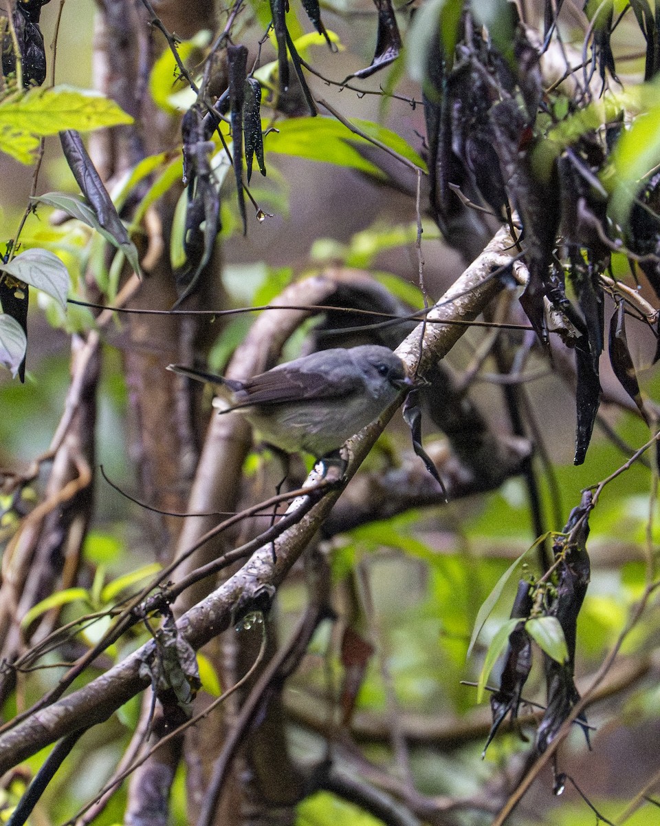 Blue-gray Tanager - ML646200352