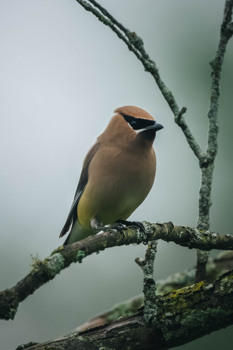 Cedar Waxwing - ML646200353