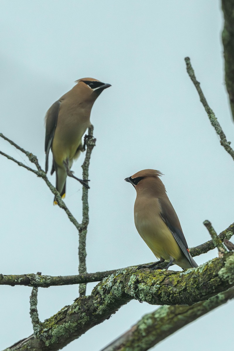 Cedar Waxwing - ML646200354