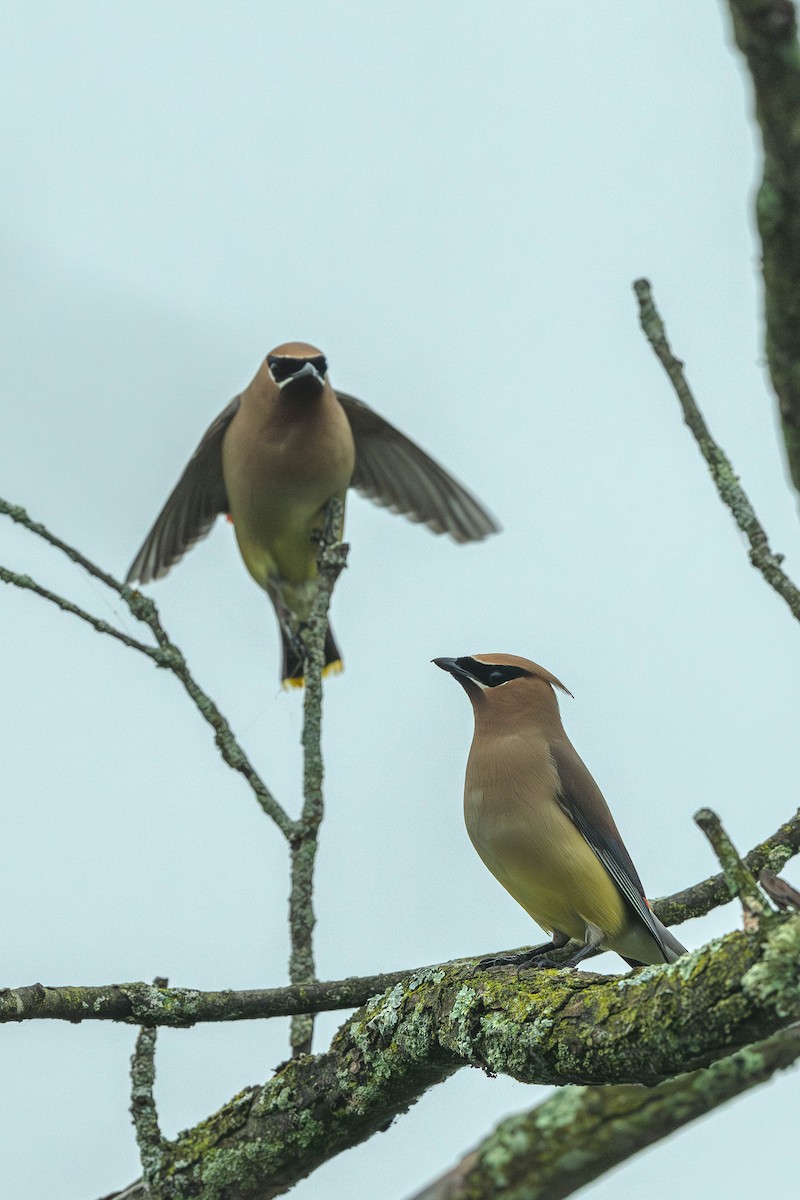 Cedar Waxwing - ML646200355