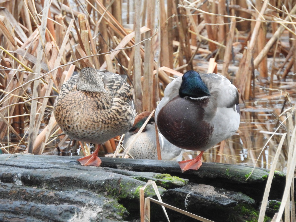 Green-winged Teal - ML646200357
