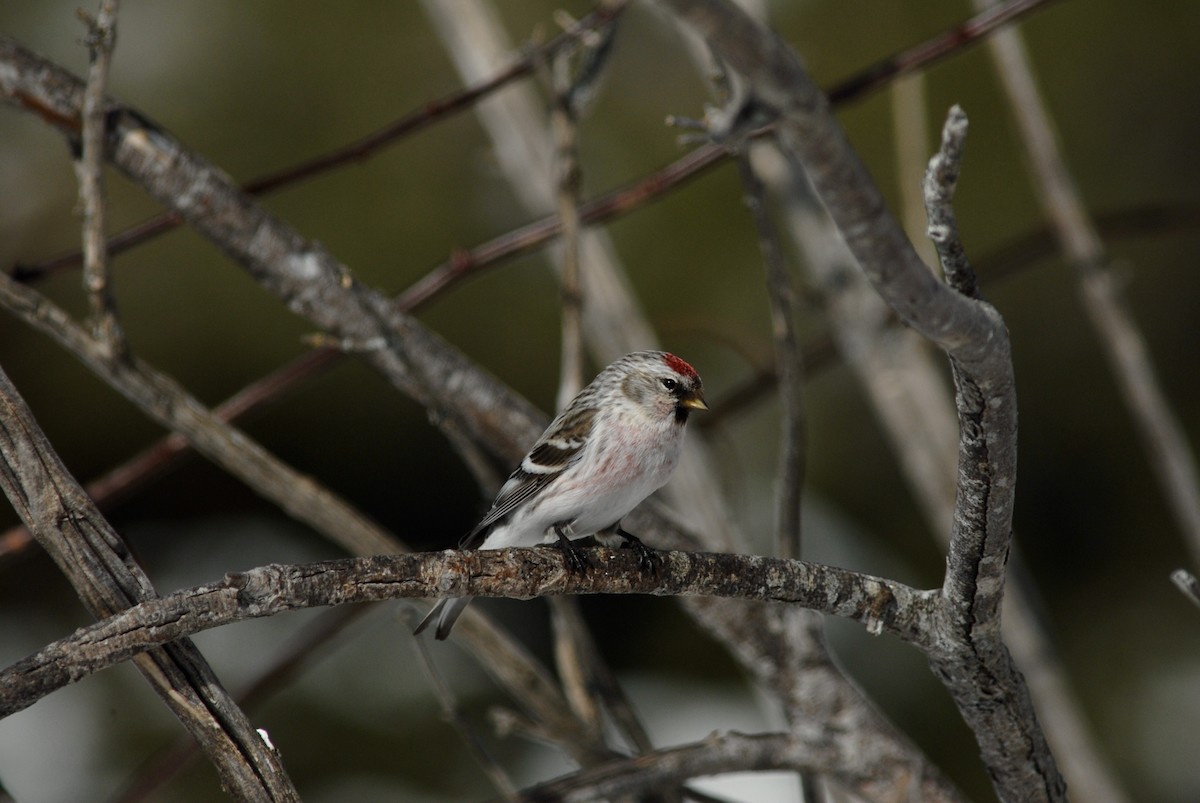 Redpoll (exilipes) - ML646200361