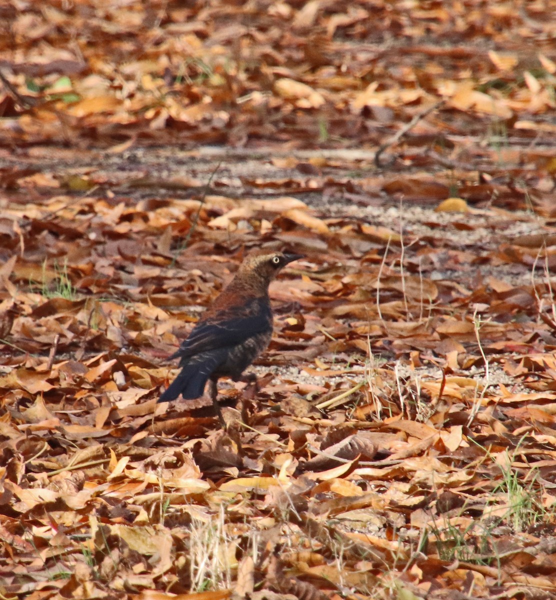 Rusty Blackbird - ML646200362