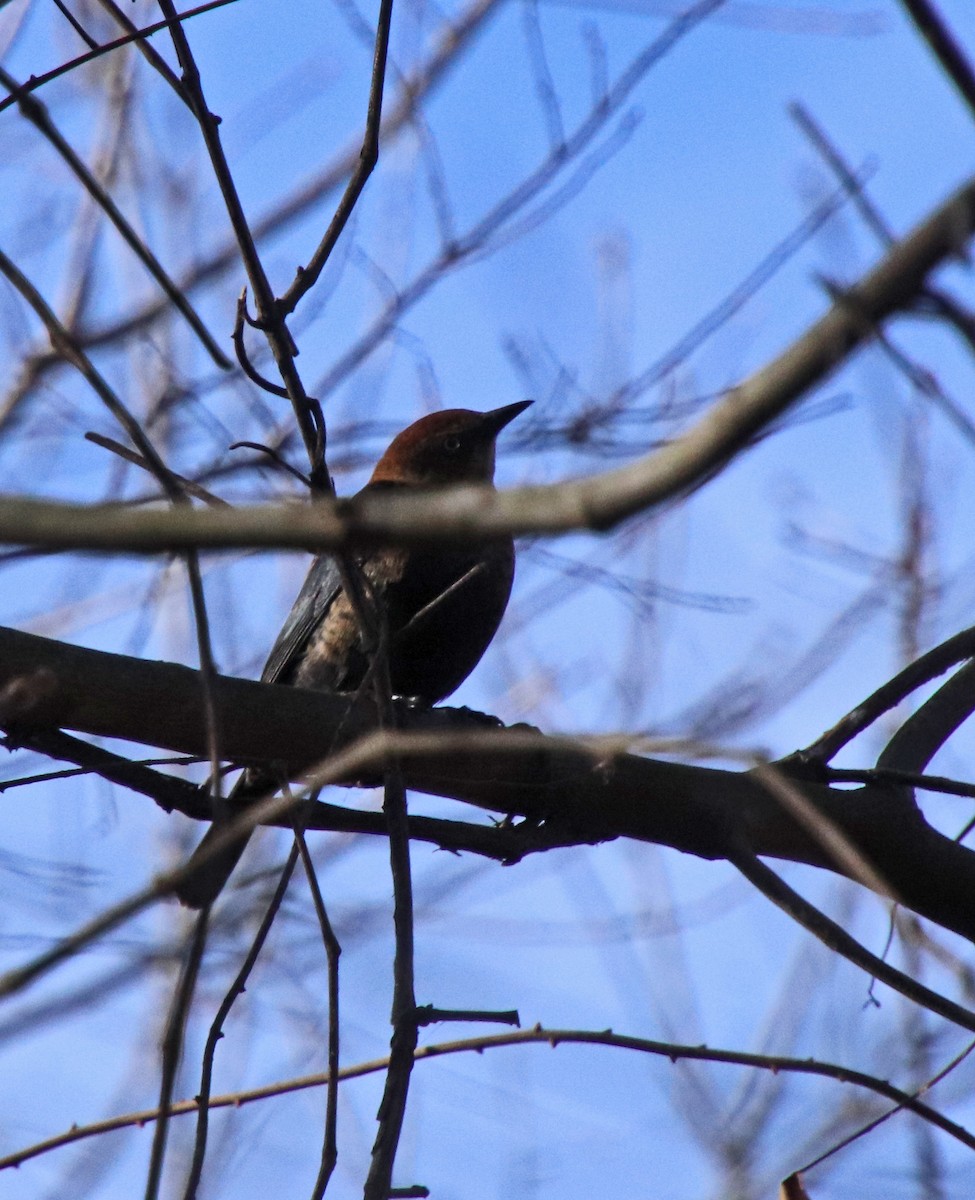 Rusty Blackbird - ML646200363