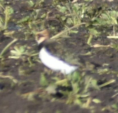 Northern Lapwing - ML646200365