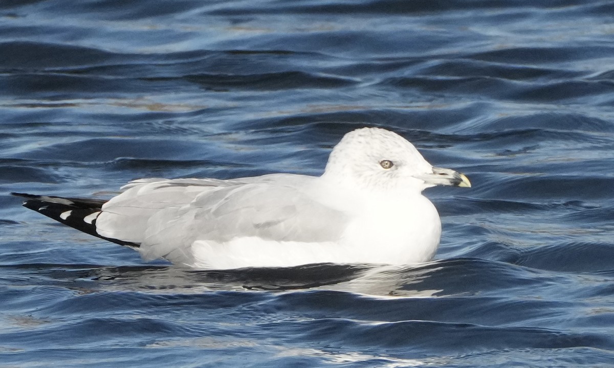 Ring-billed Gull - ML646200371
