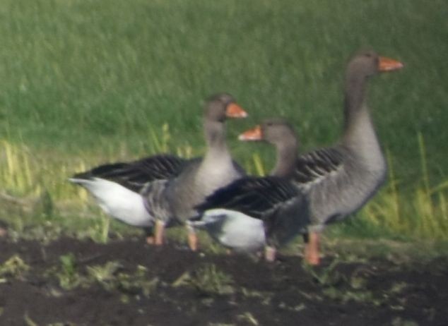 husa velká - ML646200382