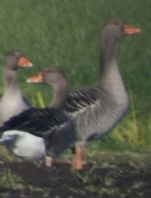 husa velká - ML646200383