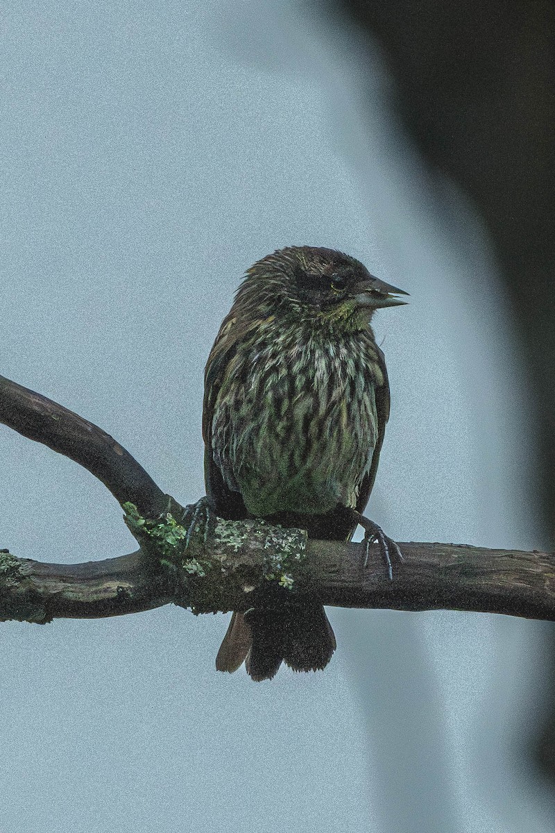 Red-winged Blackbird - ML646200390