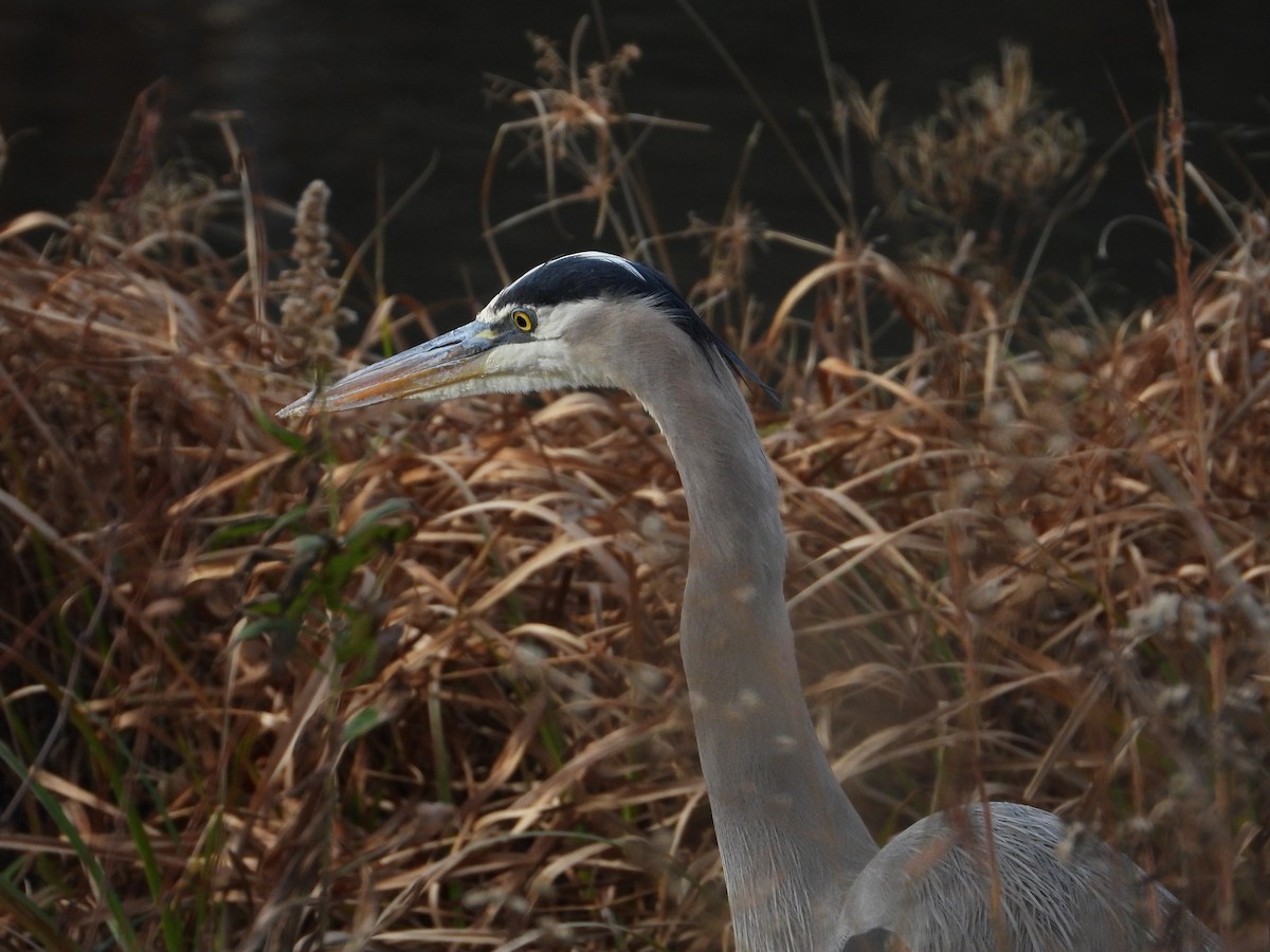 Great Blue Heron - ML646200391