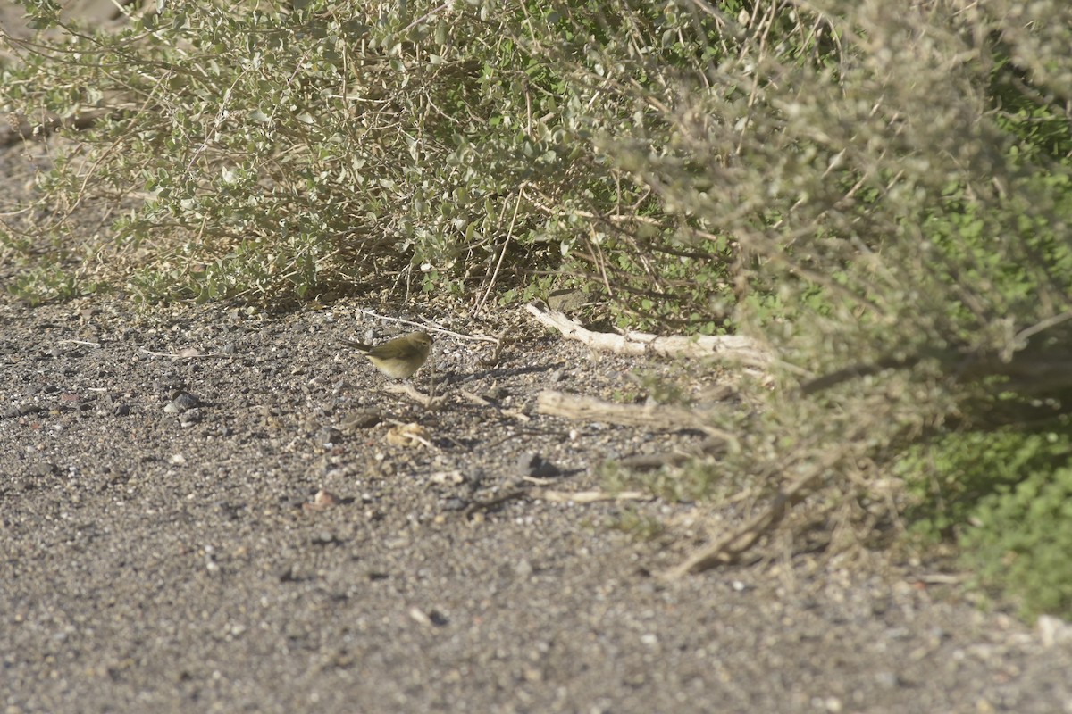 Common Chiffchaff - ML646200400