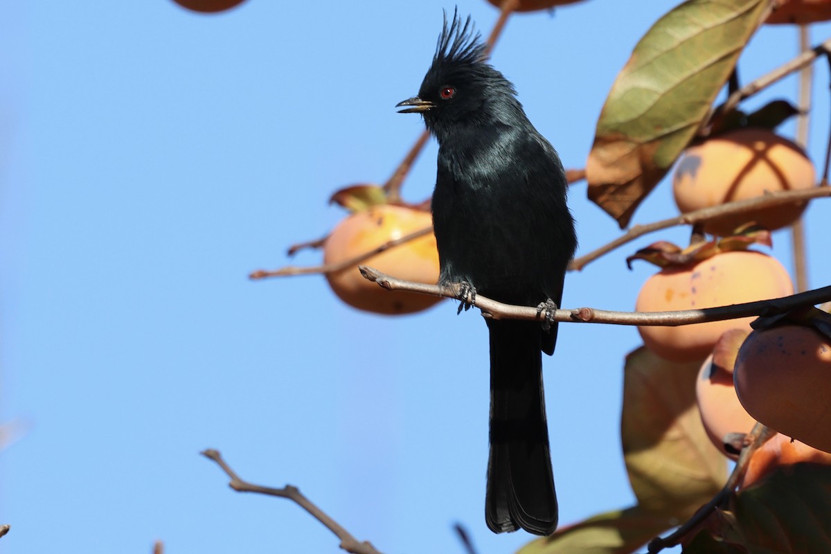 Phainopepla - ML646200408