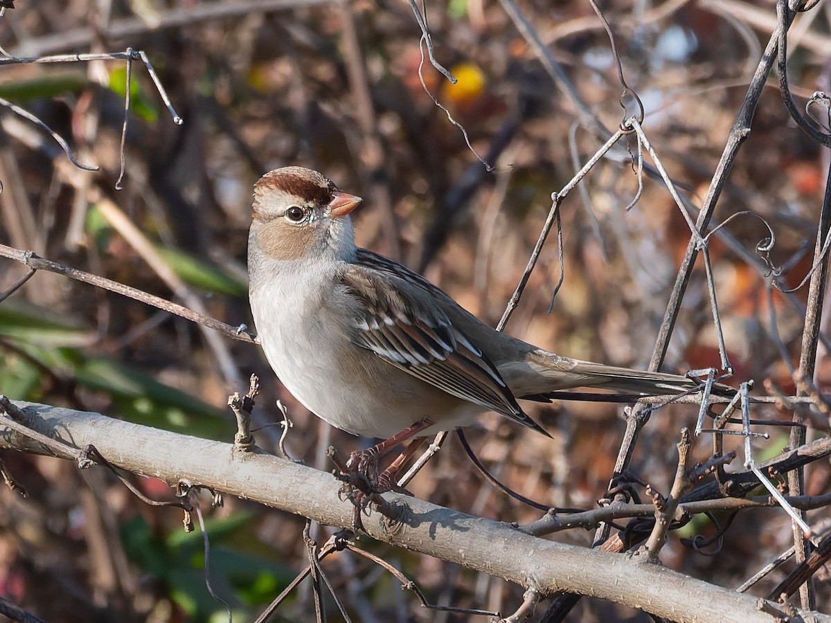 White-crowned Sparrow - ML646200411