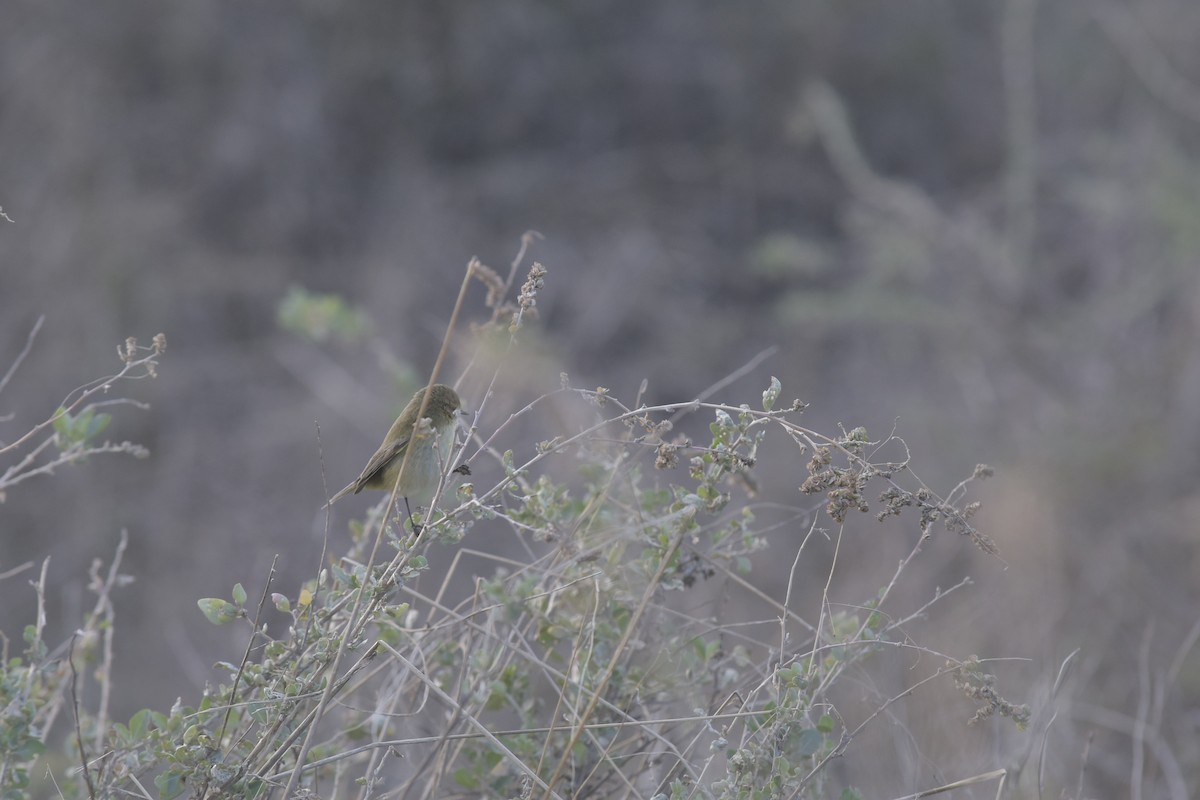 Common Chiffchaff - ML646200412