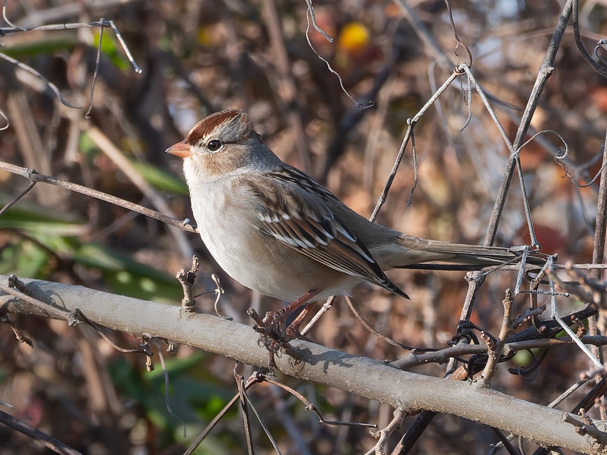 White-crowned Sparrow - ML646200413