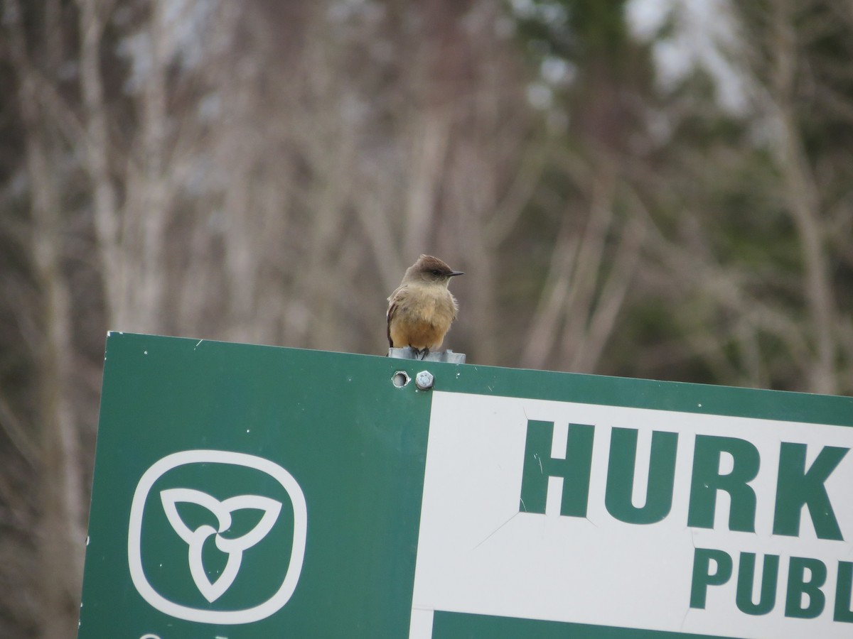 Say's Phoebe - ML646200415