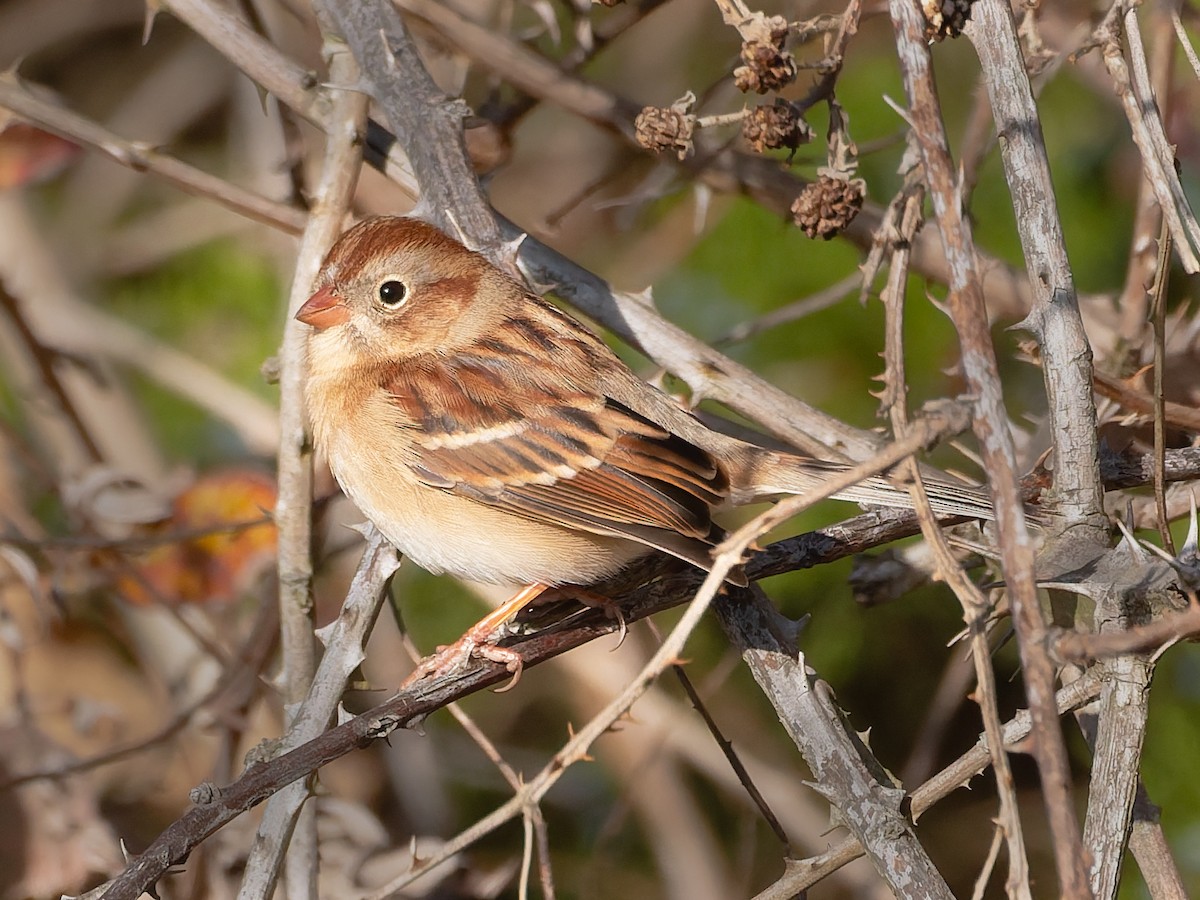 Field Sparrow - ML646200416