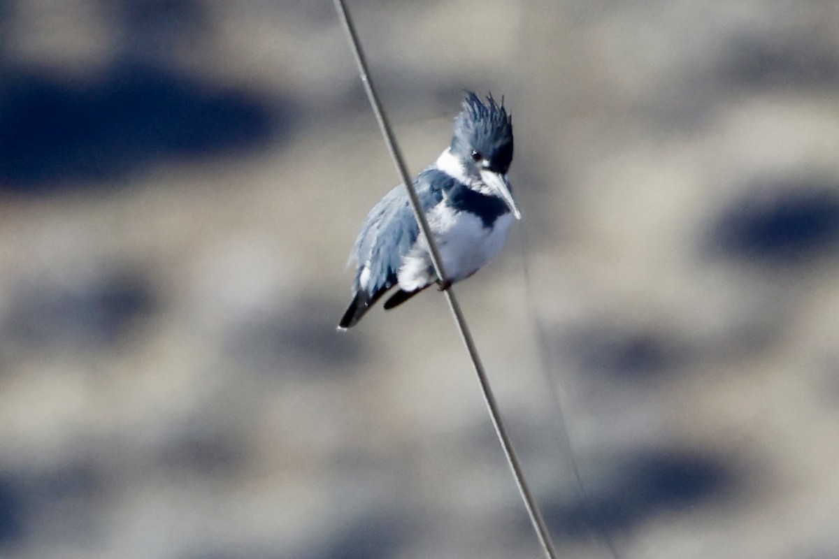 Belted Kingfisher - ML646200418