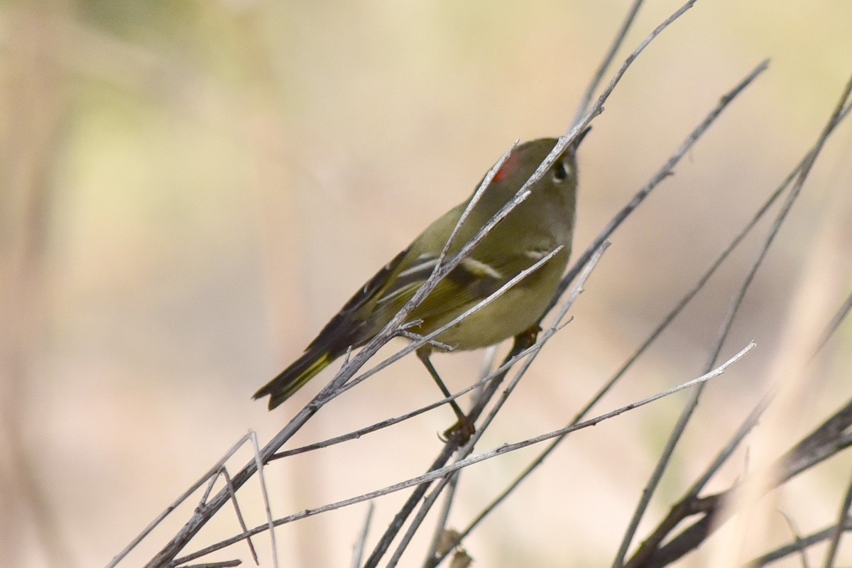 Ruby-crowned Kinglet - ML646200419