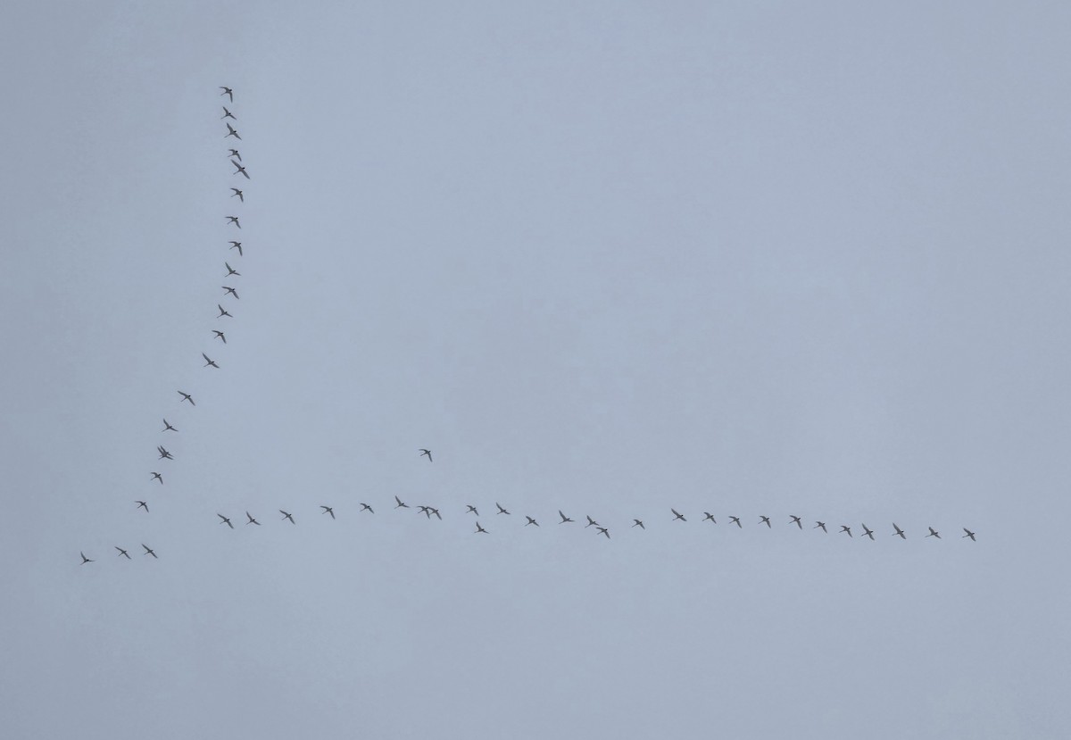 Tundra Swan - ML646200420