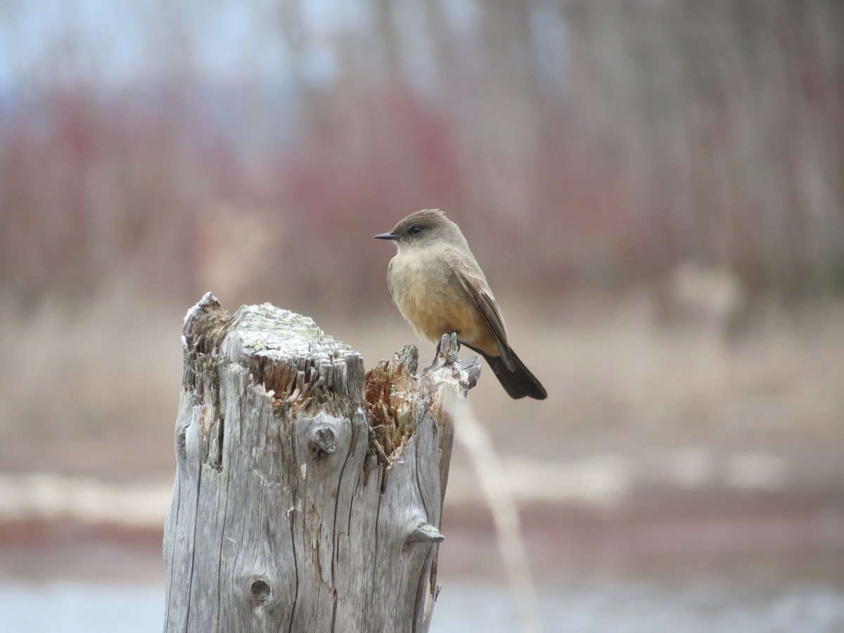 Say's Phoebe - ML646200421