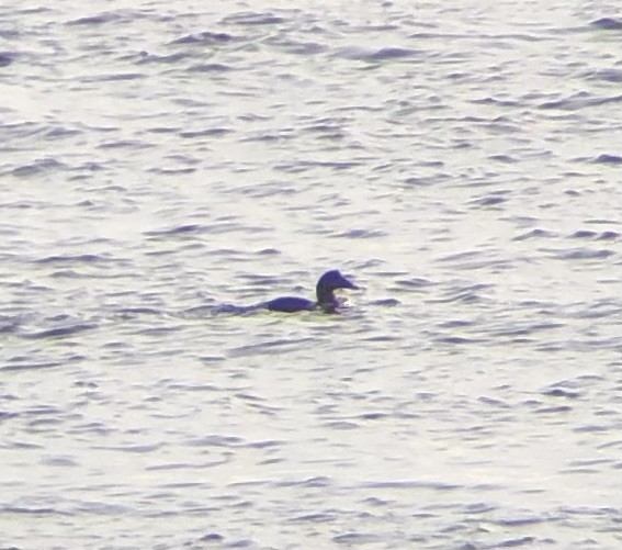 Common Eider (Dresser's) - ML646200422